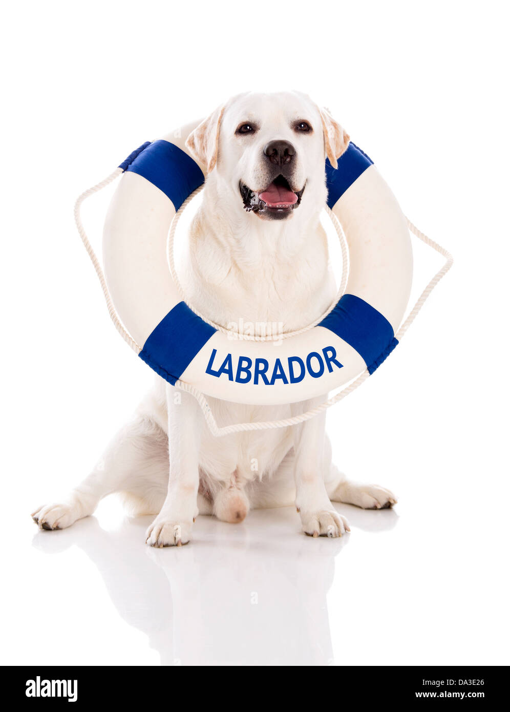 Beau Labrador retriever assis sur le plancher d'un marin bouée Banque D'Images