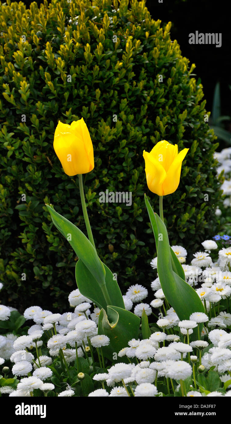 Des fleurs dans un jardin anglais, Northolt, Middlesex, Angleterre Banque D'Images