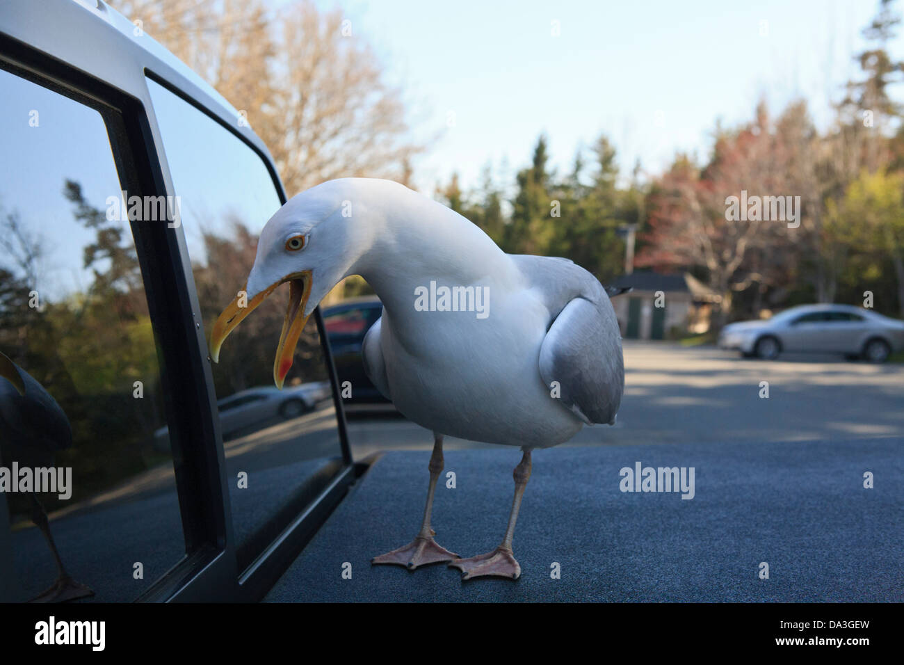 Goéland argenté (Larus argentatus) s'attaquant à son reflet dans la fenêtre d'un camion. Banque D'Images