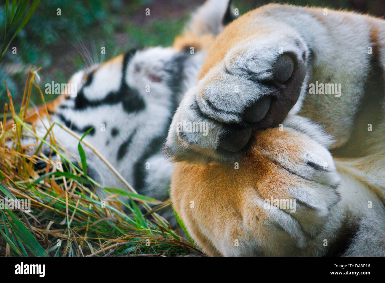 Gros plan sur les pattes levées de tigre en captivité au zoo de couchage Banque D'Images