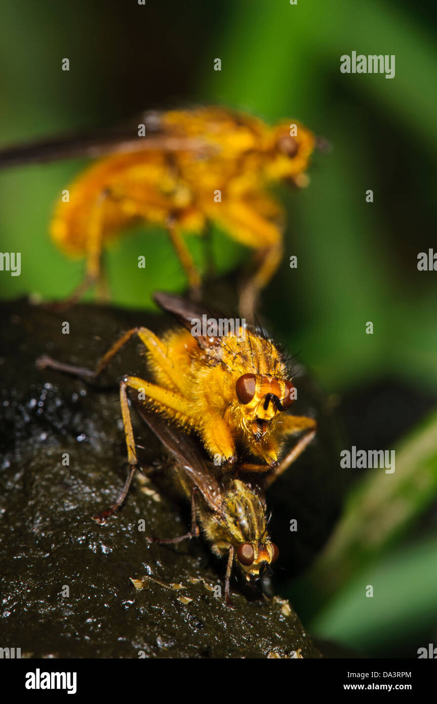 Une paire de bouse jaune-mouches (Scathophaga stercoraria) l'accouplement sur les excréments de mouton, tandis qu'un mâle rival se cache dans l'arrière-plan, Banque D'Images