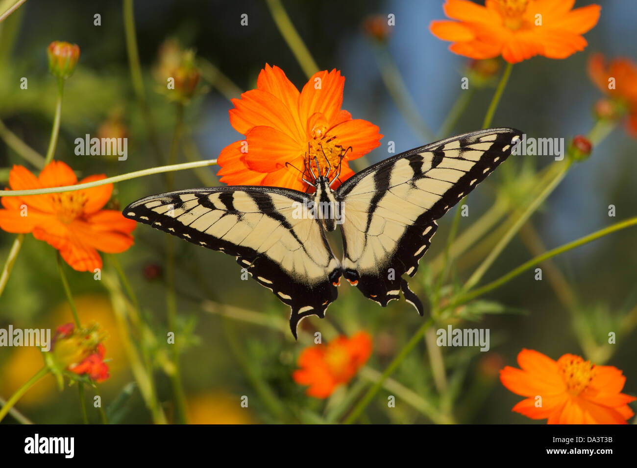 Un papillon, l'Est Tiger Swallowtail sur une fleur orangée, Papilio Glaucus Banque D'Images