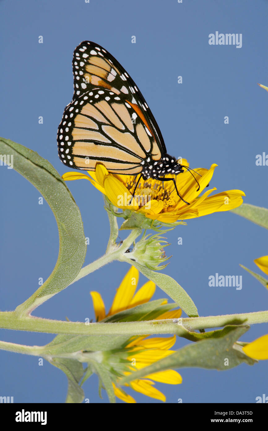 Un papillon sur une fleur jaune boussole contre un fond de ciel bleu, Danaus plexippus Banque D'Images