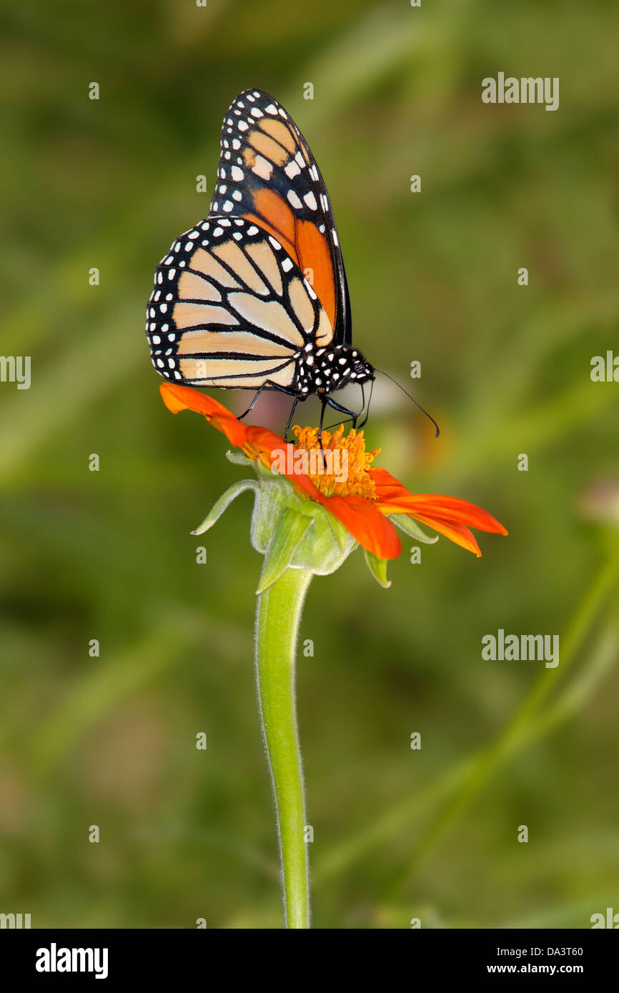 Un papillon sur une fleur rouge, Danaus plexippus Banque D'Images
