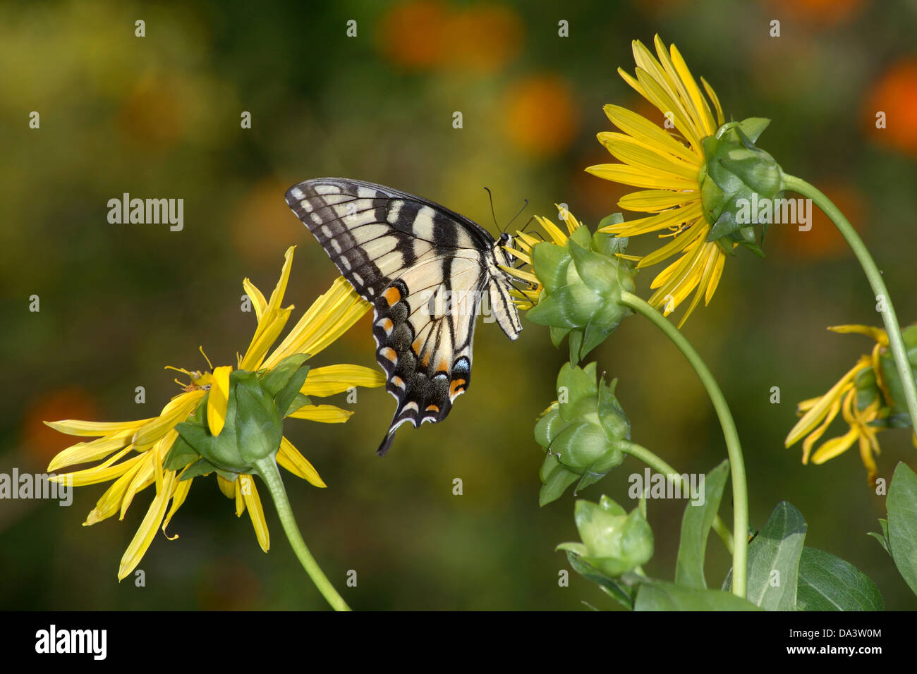 Un papillon, l'Est Tiger Swallowtail sur une boussole Fleur, Papilio glaucus Linnaeus Banque D'Images