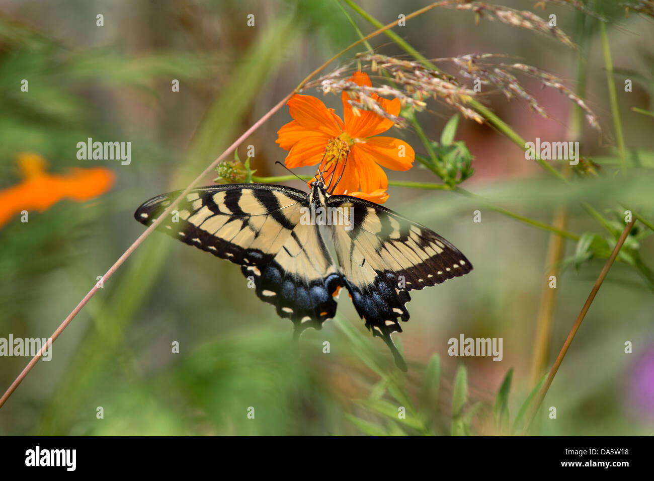 L'est un Tiger Swallowtail Butterfly sur une fleur orangée, Papilio glaucus Linnaeus Banque D'Images
