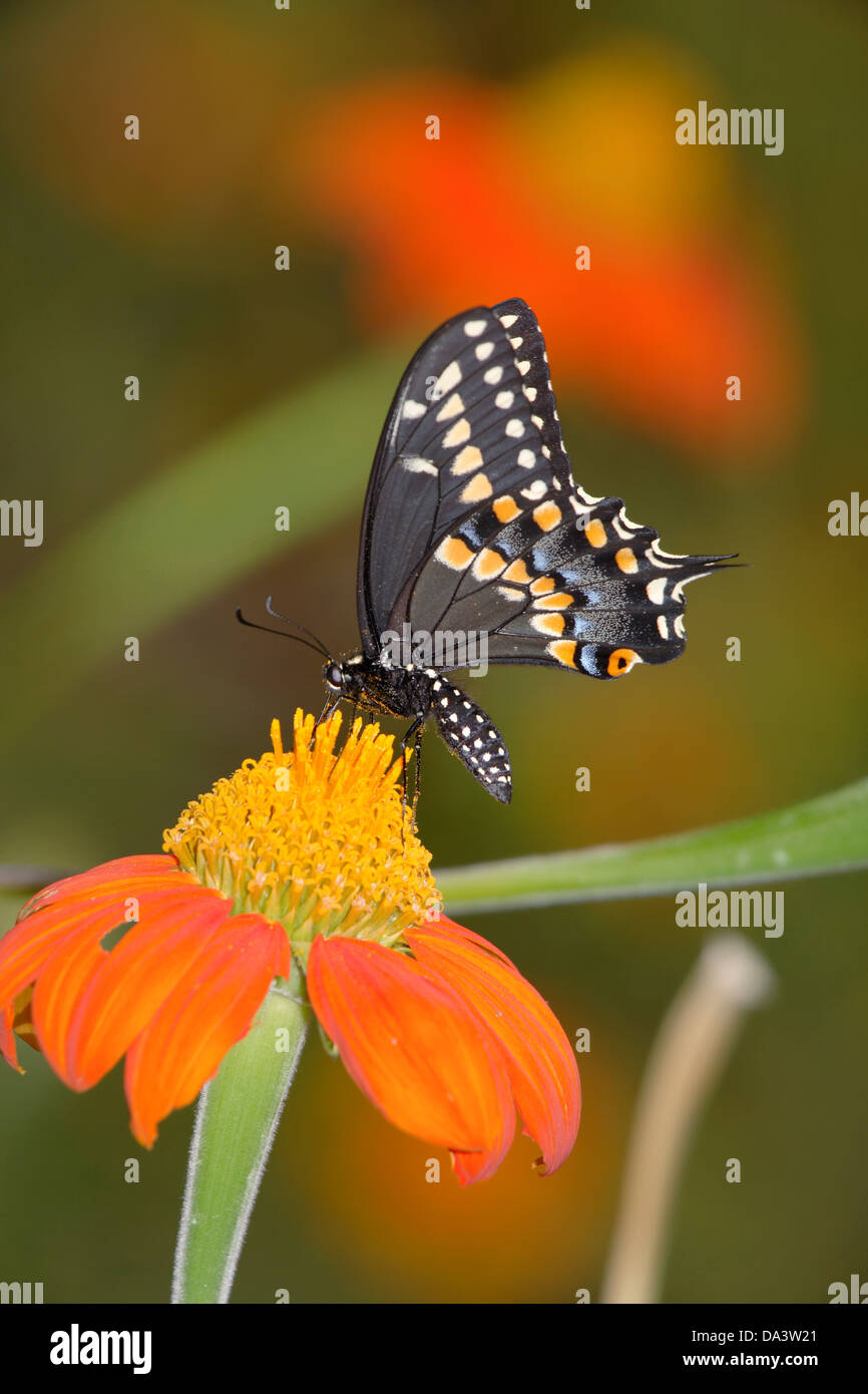 Un papillon, l'Hirondelle noire sur une fleur rouge, Papilio polyxenes Fabricius Banque D'Images