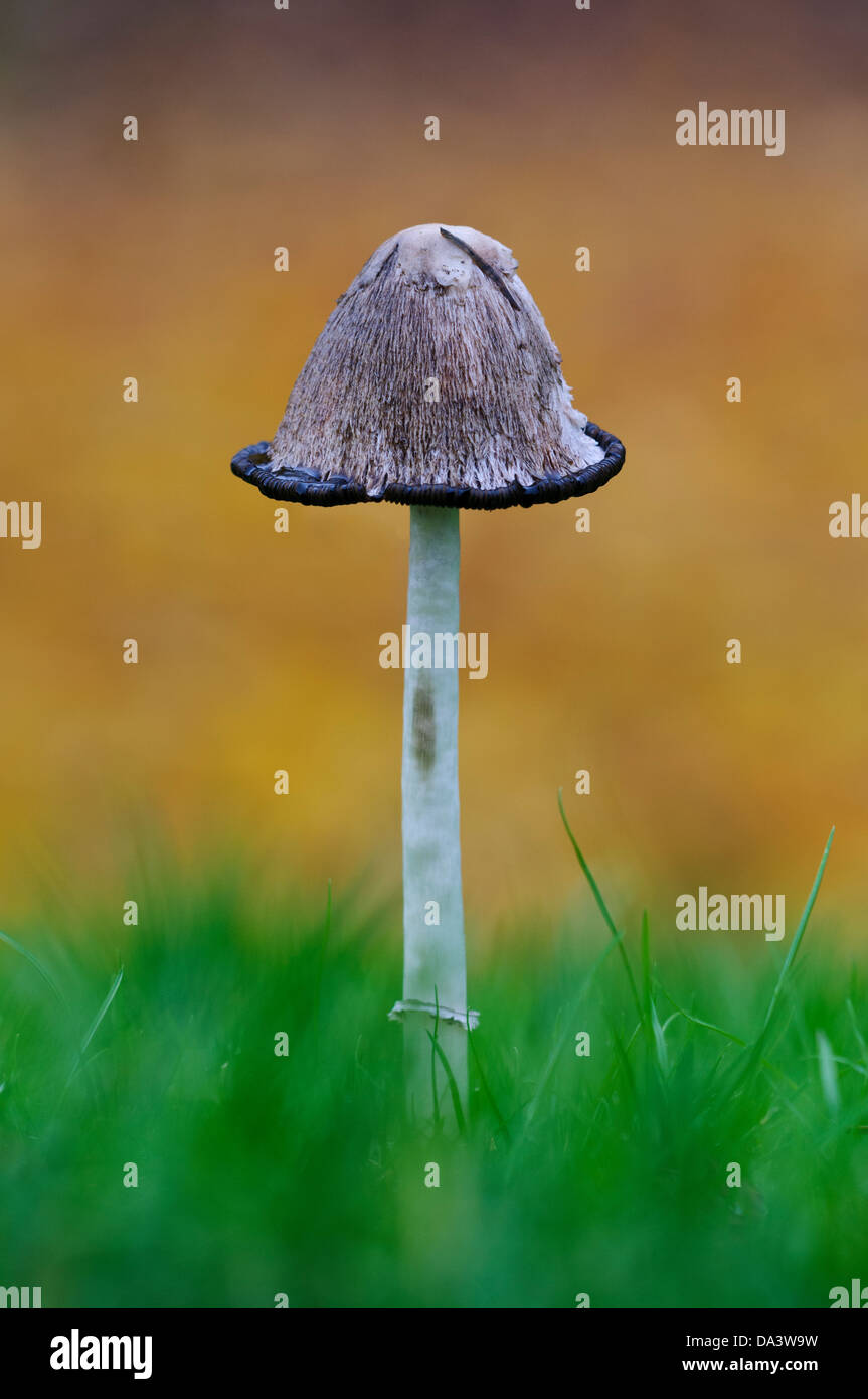 Un Inkcap hirsute, aka la perruque, avocat (Coprinus comatus) avec le cap début le processus de liquéfaction, poussant dans l'herbe Banque D'Images