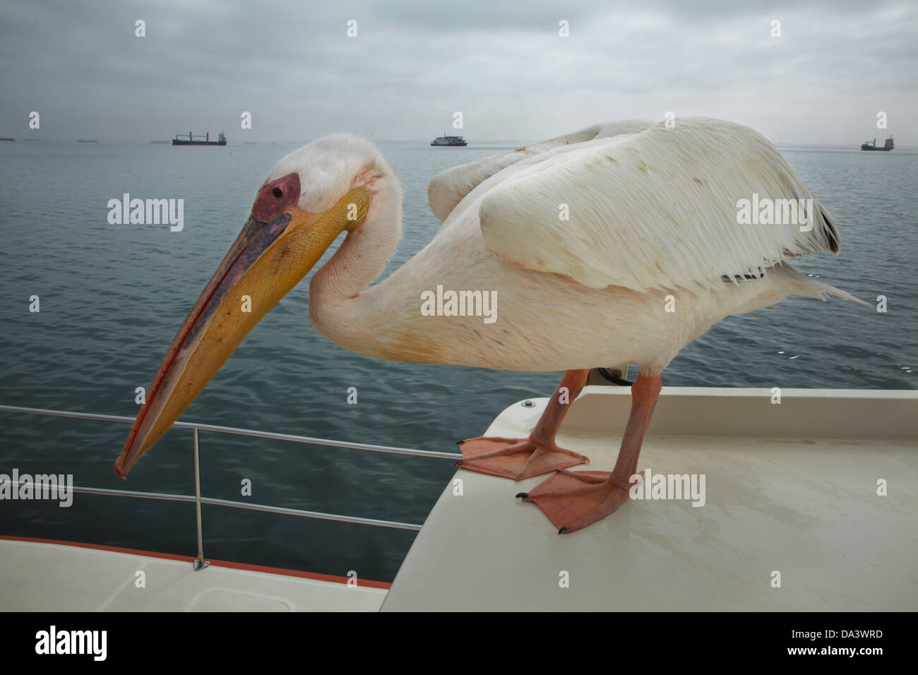 Great White Pelican (Pelecanus onocrotalus,), le bateau d'excursion Mola Mola, Walvis Bay, en Namibie, Afrique Banque D'Images