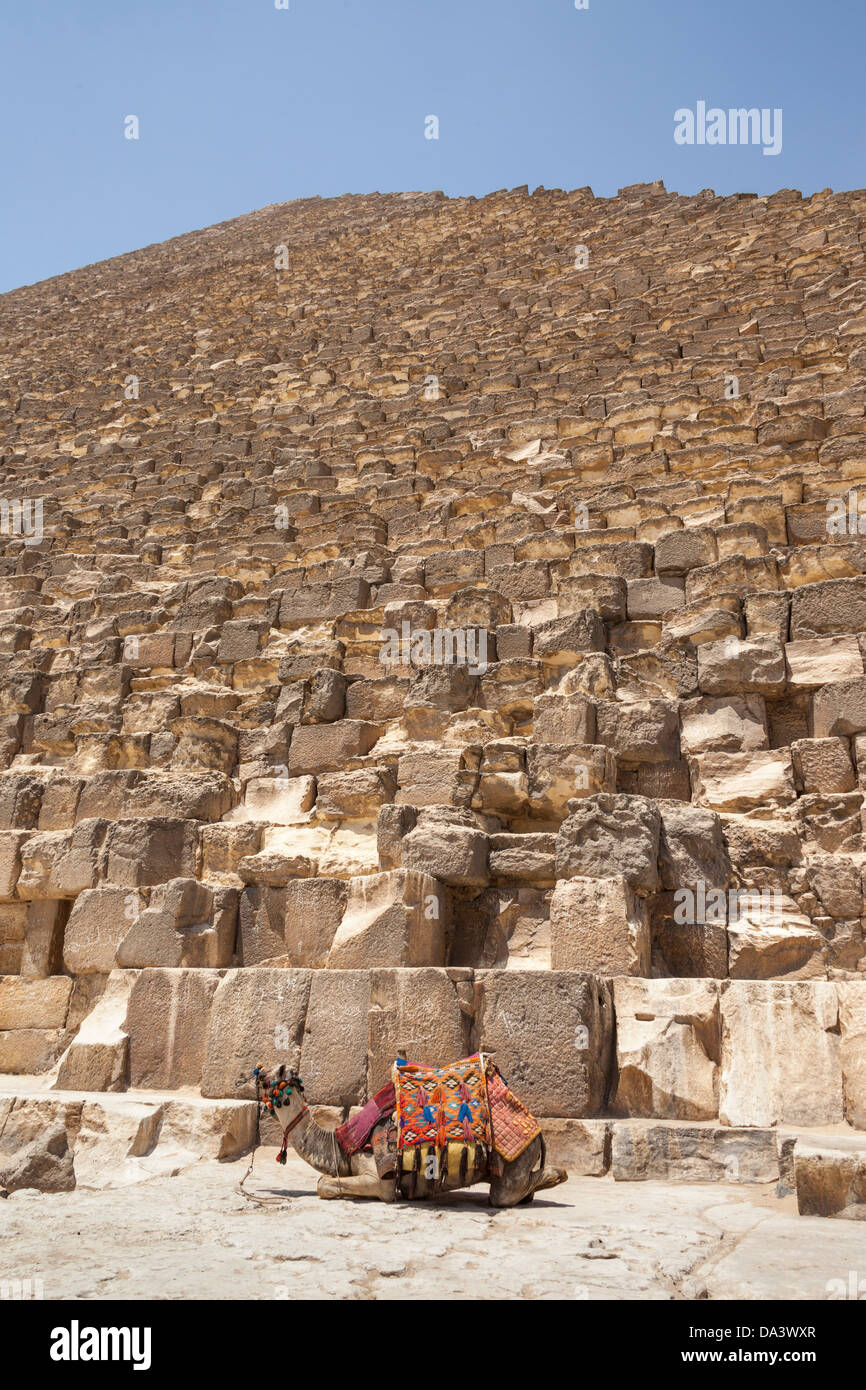 Camel à côté grande pyramide de Gizeh, également connu sous le nom de pyramide de Chéops et la pyramide de Khéops, à Gizeh, Le Caire, Egypte Banque D'Images