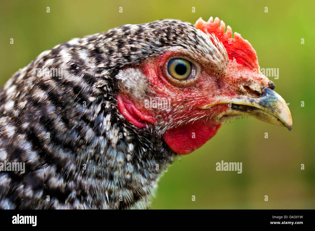 Profil de poule. Une tête de poulet. Essence : Gallus domesticus. Race : Plymouth Rock barré. Banque D'Images