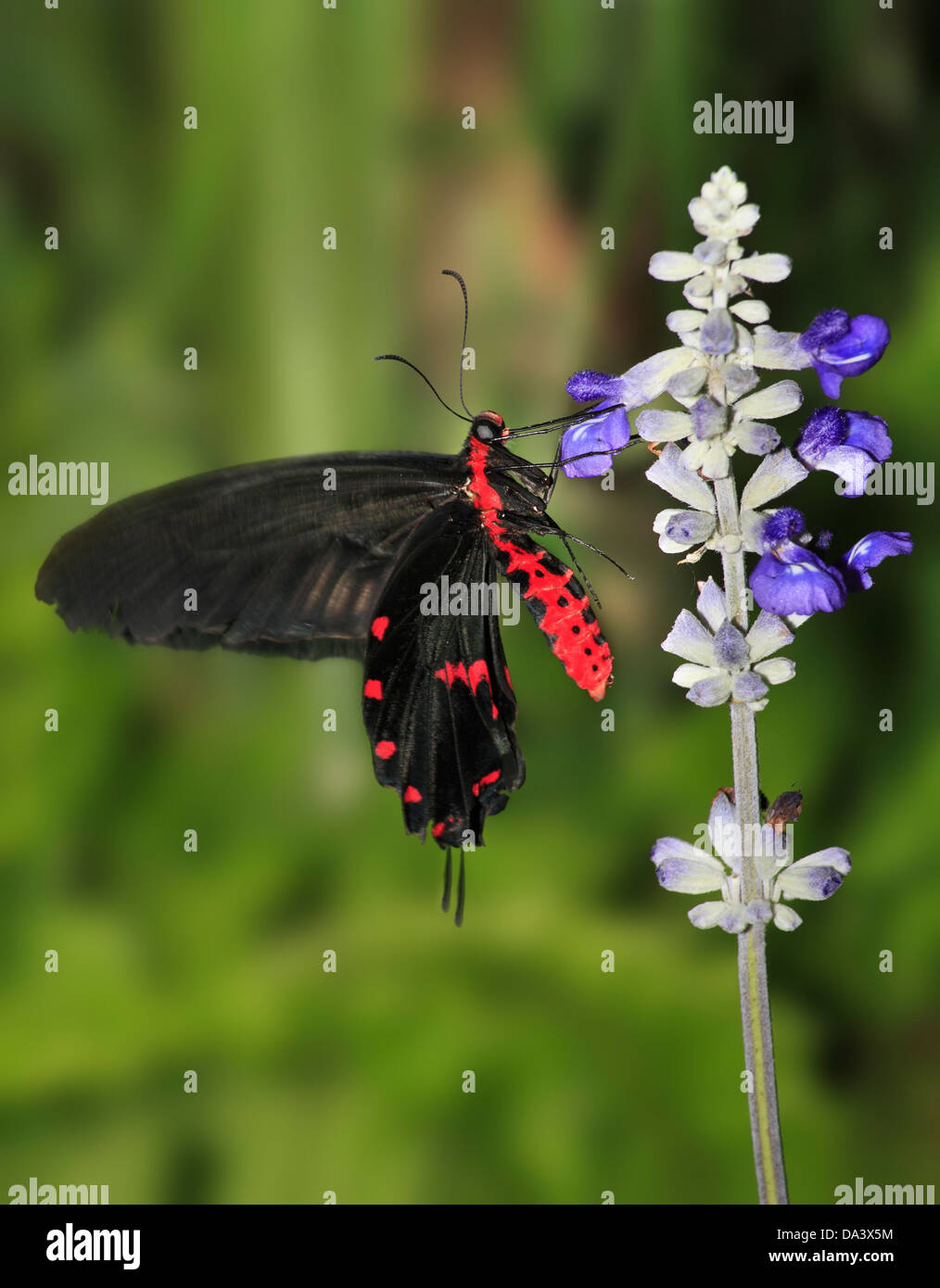 Un Swallowtail Butterfly, La Commune de Rose, Atrophaneura, Pachliopta aristolochiae Banque D'Images