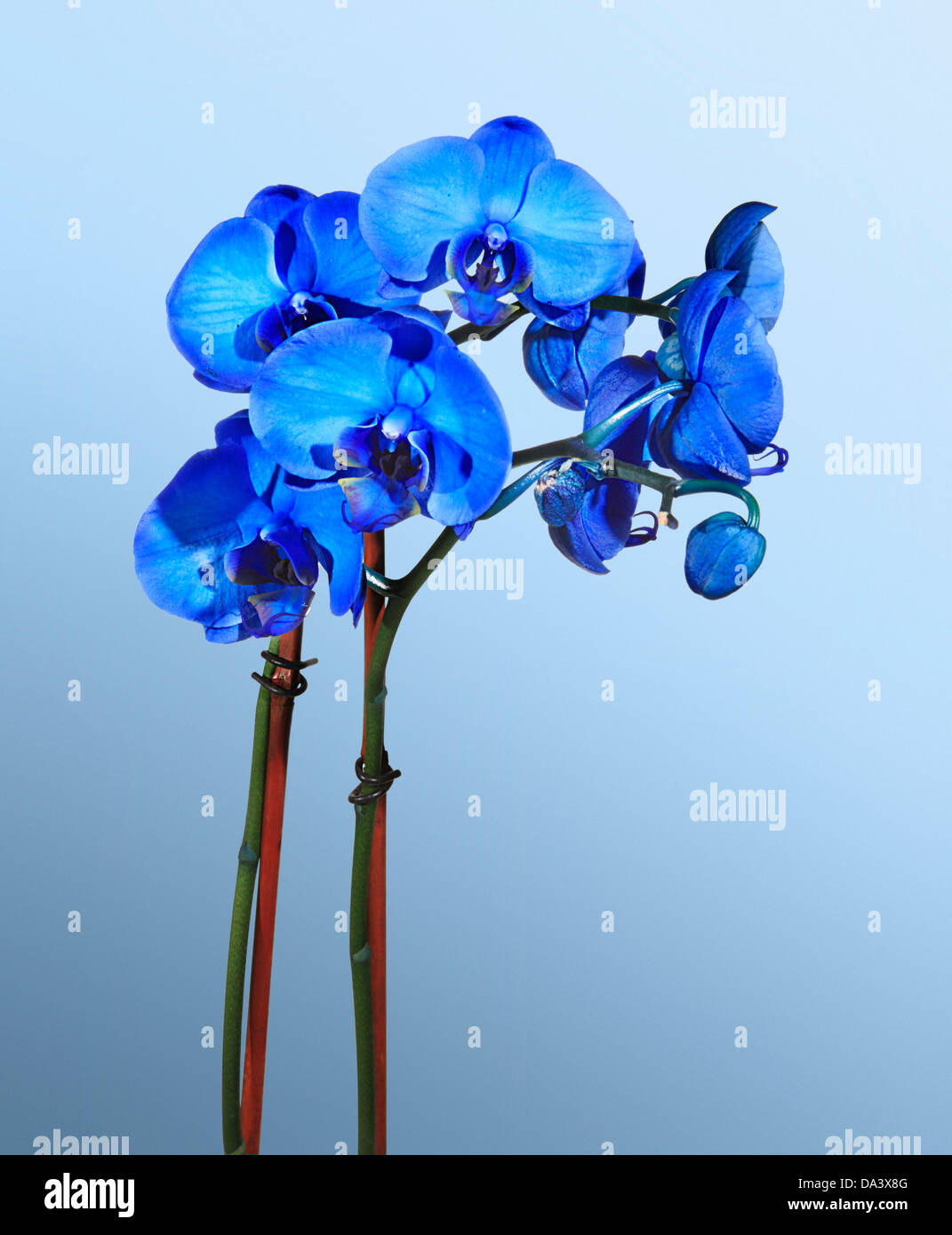 Orchidées bleues Banque de photographies et d'images à haute résolution -  Alamy