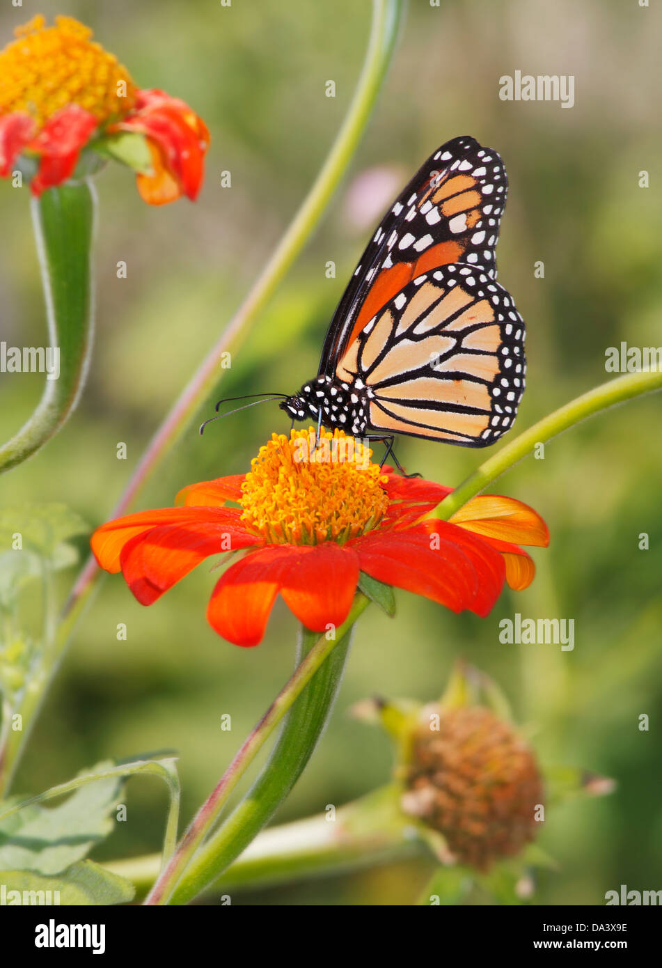 Un papillon sur une fleur rouge, Danaus plexippus Banque D'Images