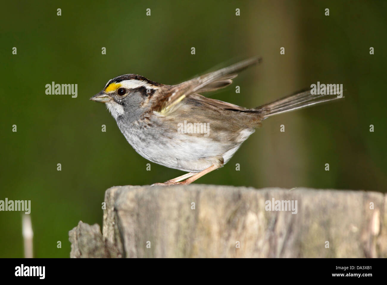 Un tout petit oiseau prêt à décoller, le Bruant des prés Passerculus sandwichensis, le sud-ouest de l'Ohio, USA Banque D'Images