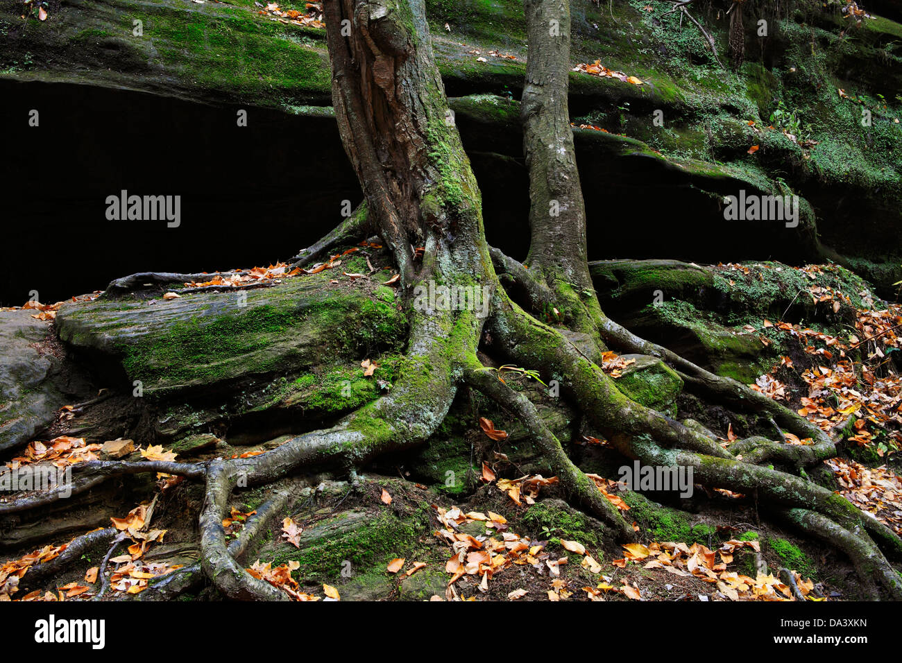 Une falaise rocheuse de murs, les troncs d'arbres moussus et des racines dans la pittoresque Old Man's Cave State Park de centre de l'Ohio, USA Banque D'Images