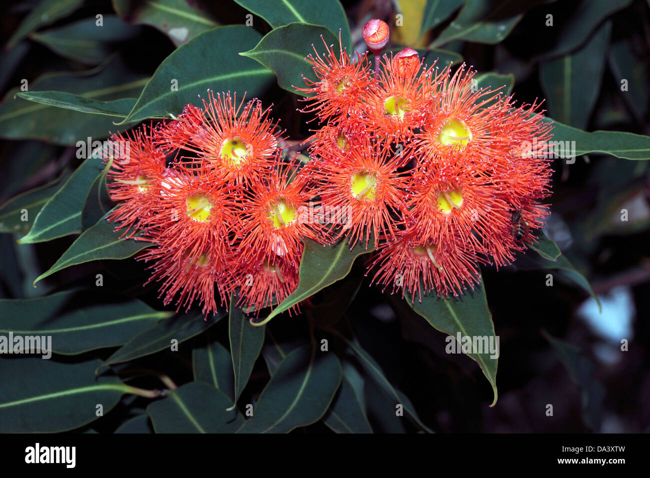 L'ouest de l'Australie Red-Flowering Gum fleurs et bourgeons- Corymbia ficifolia/ Eucalyptus ficifolia- famille des Myrtaceae Banque D'Images