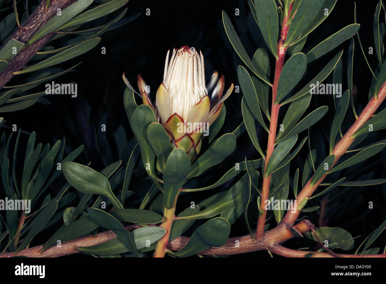 Close-up de feuilles lancéolées fleurs / smalblaarsuicurbos Sugarbush - Protea lanceolata - famille des Protéacées Banque D'Images