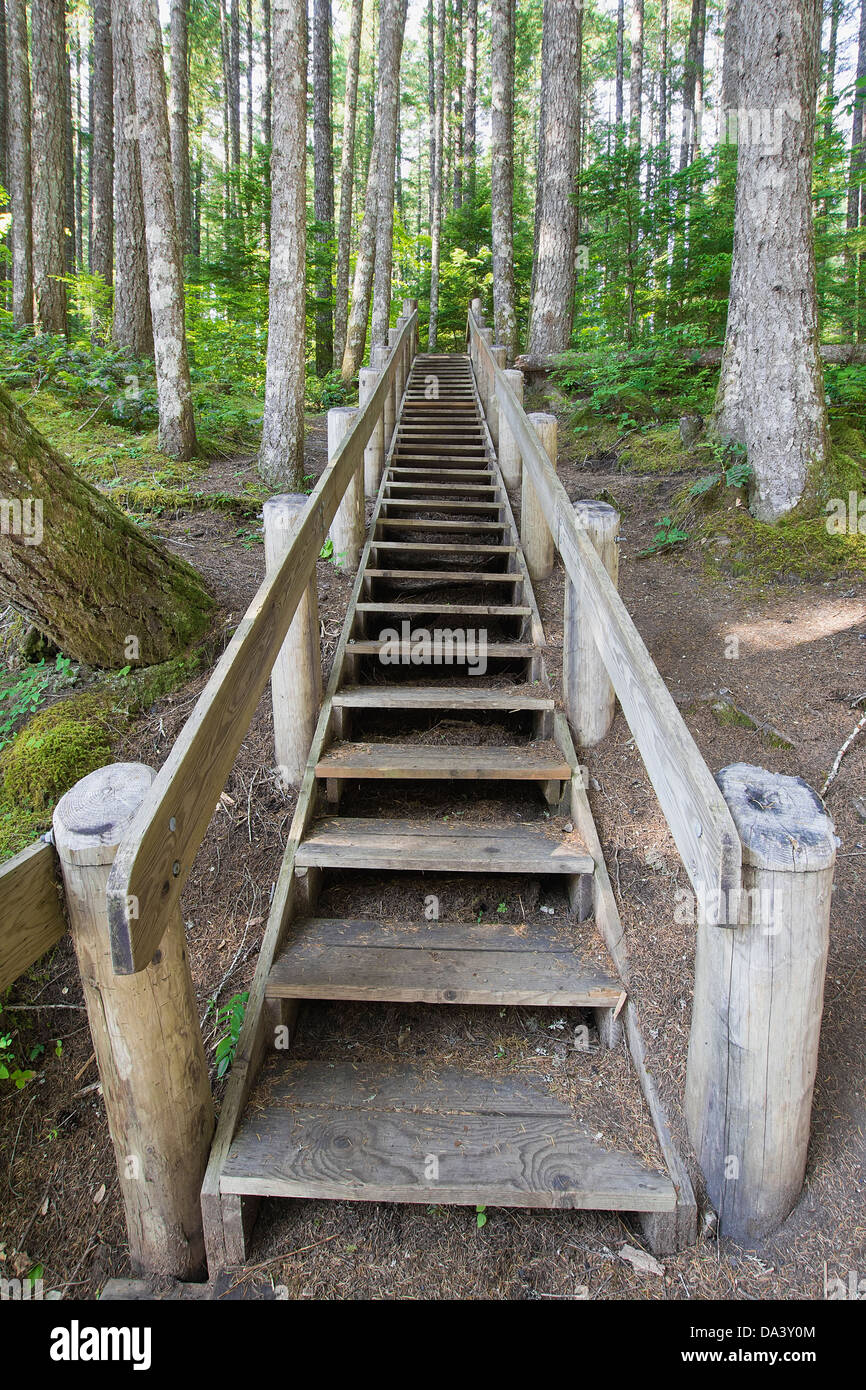 Escalier en bois en basse Lewis Sentier de randonnée des chutes d'eau de l'État de Washington Banque D'Images