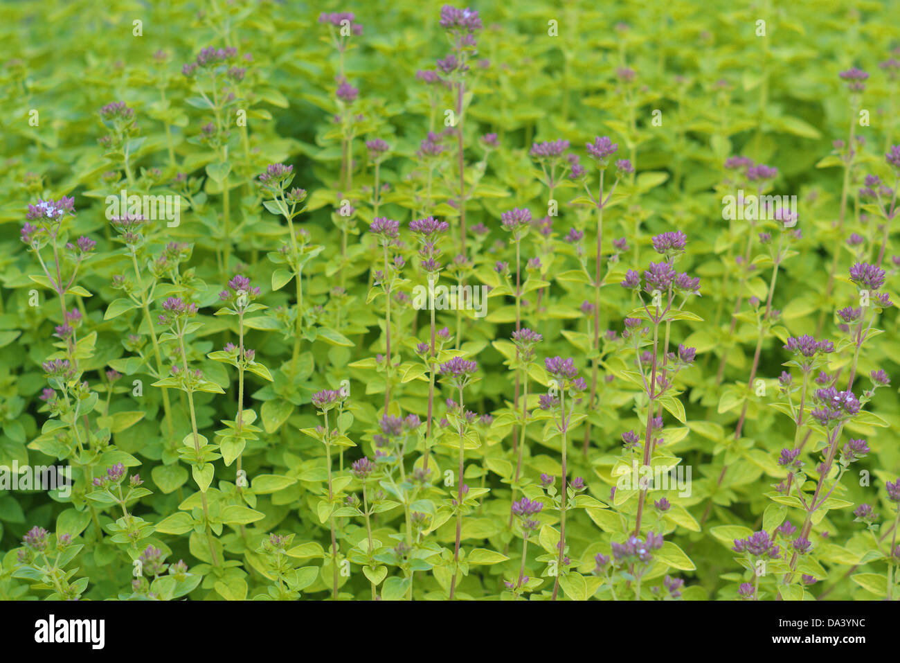 La marjolaine Origanum vulgare origan en fleurs Banque D'Images