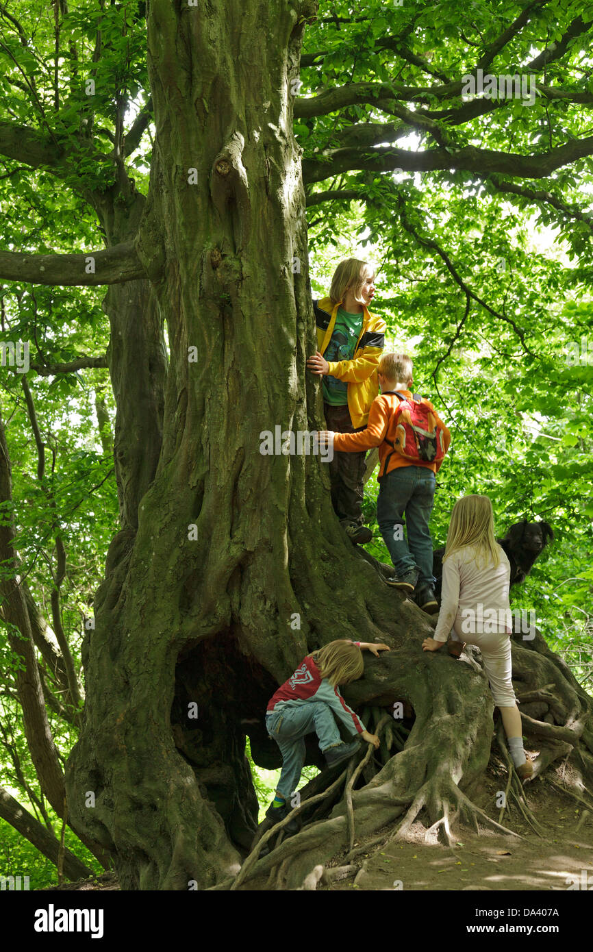 Enfants jouant sur un vieil arbre Banque D'Images