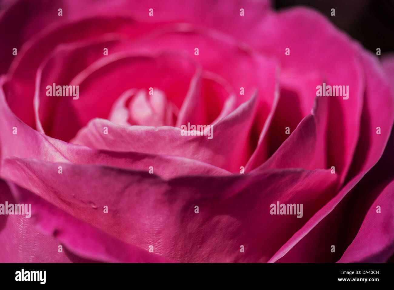 Rose rose blossom close-up Banque D'Images
