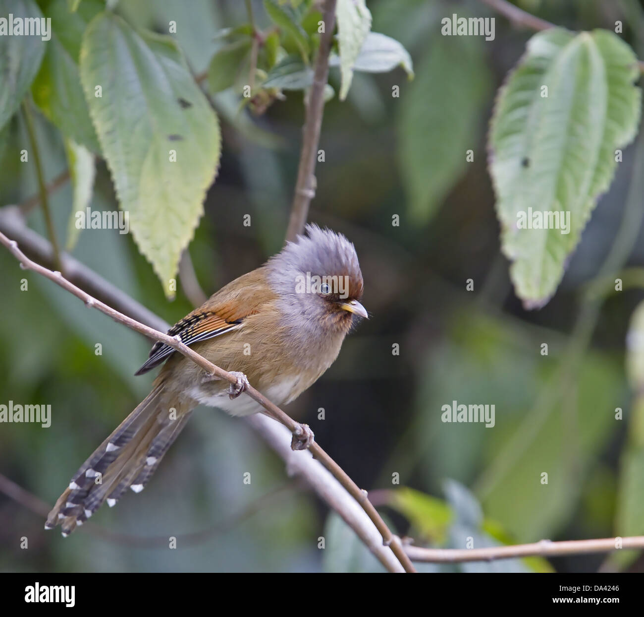 À la façade rouillée Barwing (Actinodura egertoni) adulte, perché sur des rameaux, l'Arunachal Pradesh, Inde, Février Banque D'Images