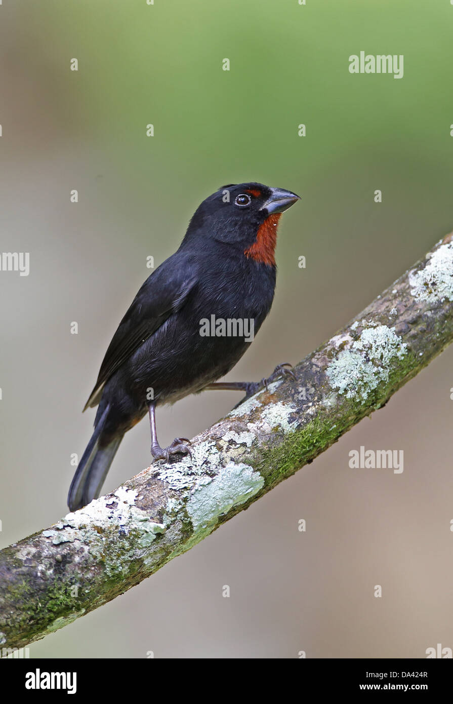 Bouvreuil antillais moindre (Loxigilla noctis sclateri) Direction générale des adultes mâles perchés sur fond doux Plantation au vent de Sainte-Lucie Banque D'Images