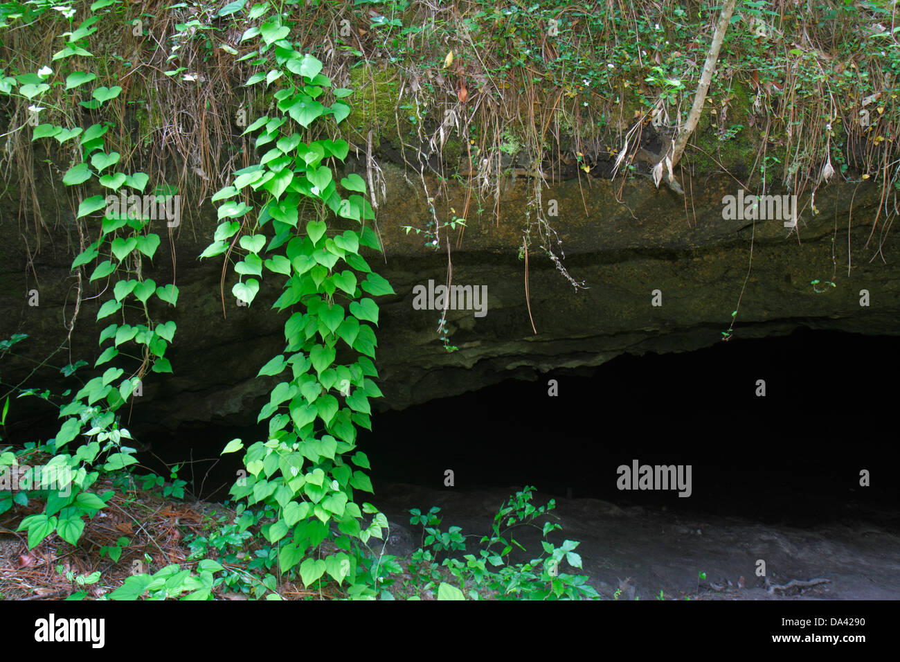 Tallahassee Floride, Apalachicola National Forest, Leon Sinks, gouffre, Big Dismal Sink, Woodville Karst Plain, les visiteurs voyage visite touristique Banque D'Images