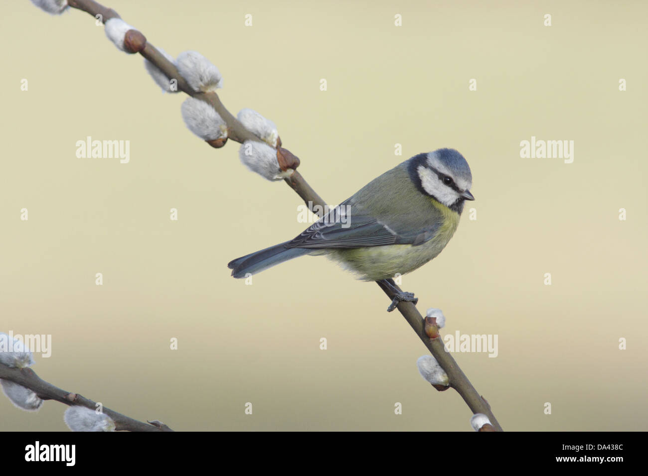Blue Tit (Parus caeruleus) adulte, perché sur le saule (Salix caprea Goat) twig avec chatons, West Yorkshire, Angleterre, avril Banque D'Images