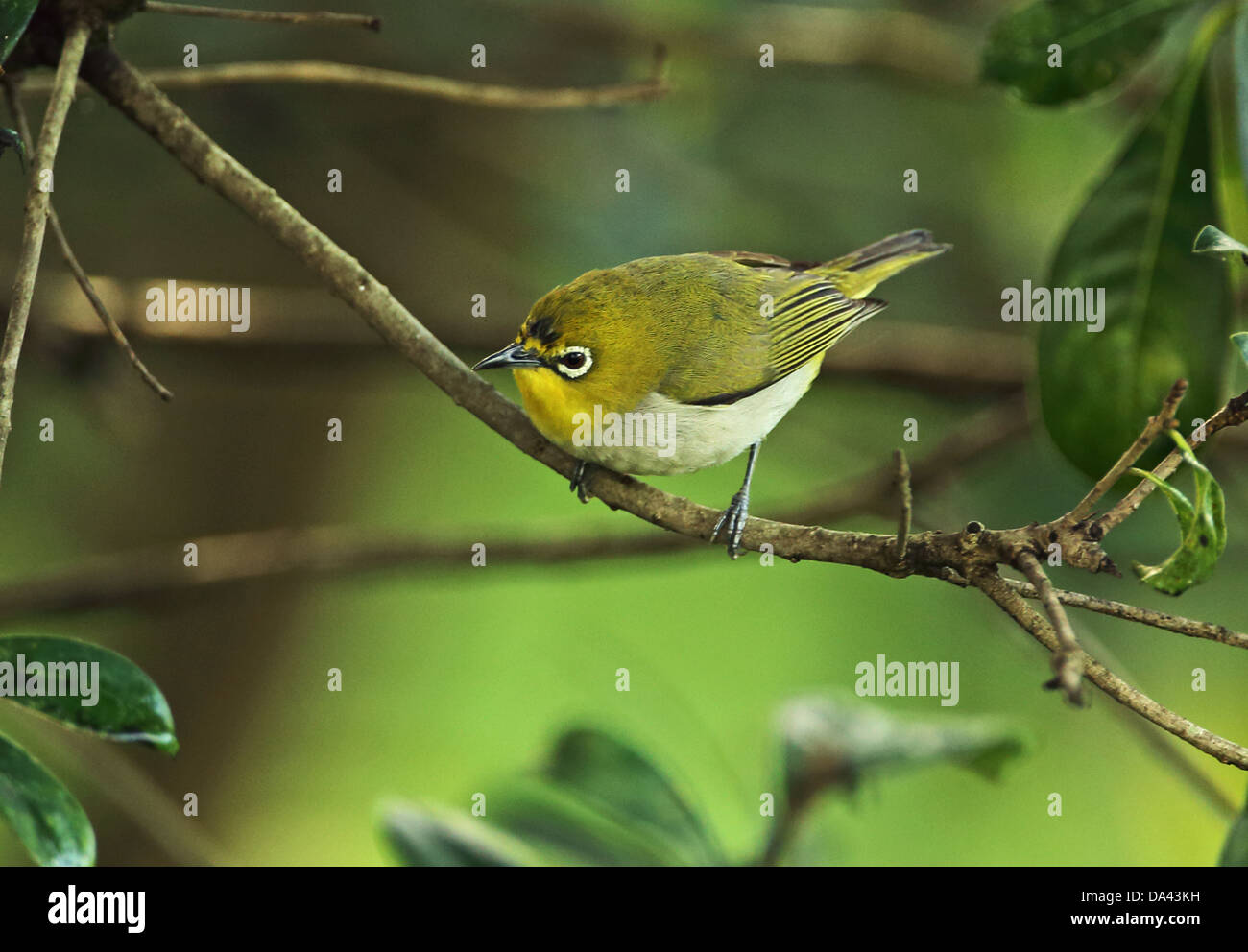 Japanese White-eye (Zosterops japonicus simplex) adulte, perché sur des rameaux, Taipei, Taiwan, Avril Banque D'Images