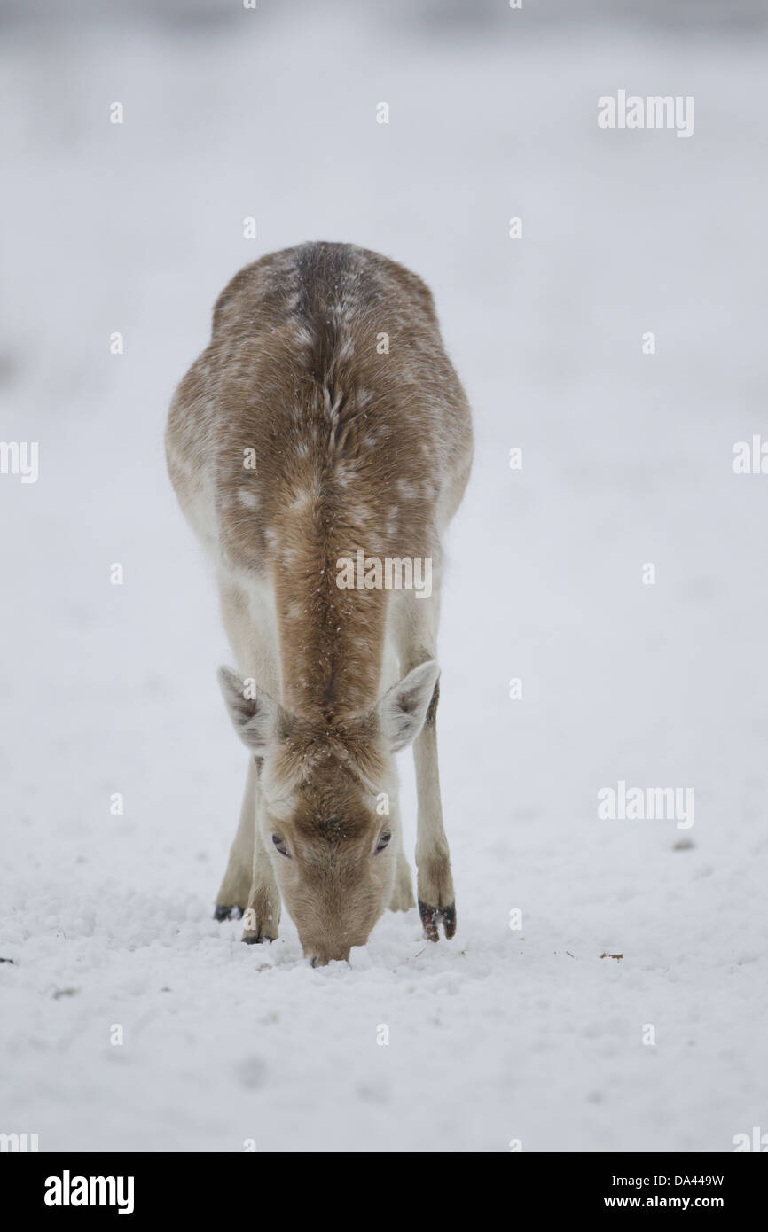 Le daim (Dama dama) doe matures se nourrissant de prairies couvertes de neige à l'aide de pieds avant de creuser dans la neige pour révéler l'herbe Suffolk Banque D'Images