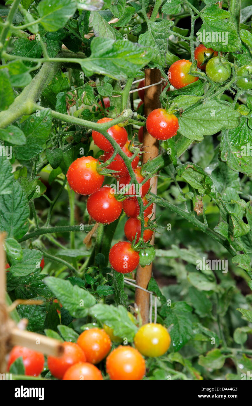 Tomates cerises mûres Sweet Million sur plante. Banque D'Images