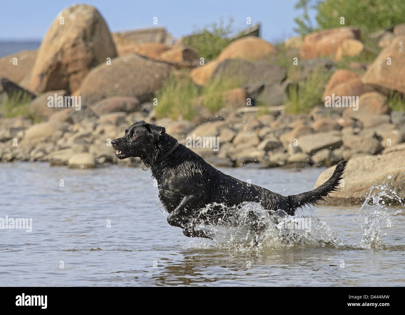 Chien domestique, Labrador noir, adulte, le port d'un collier, en marche dans l'eau, Finlande, juin Banque D'Images