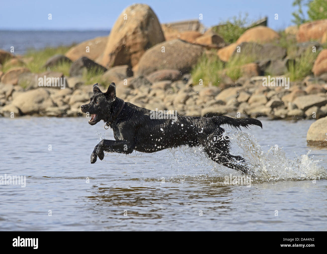 Chien domestique, Labrador noir, adulte, le port d'un collier, en marche dans l'eau, Finlande, juin Banque D'Images