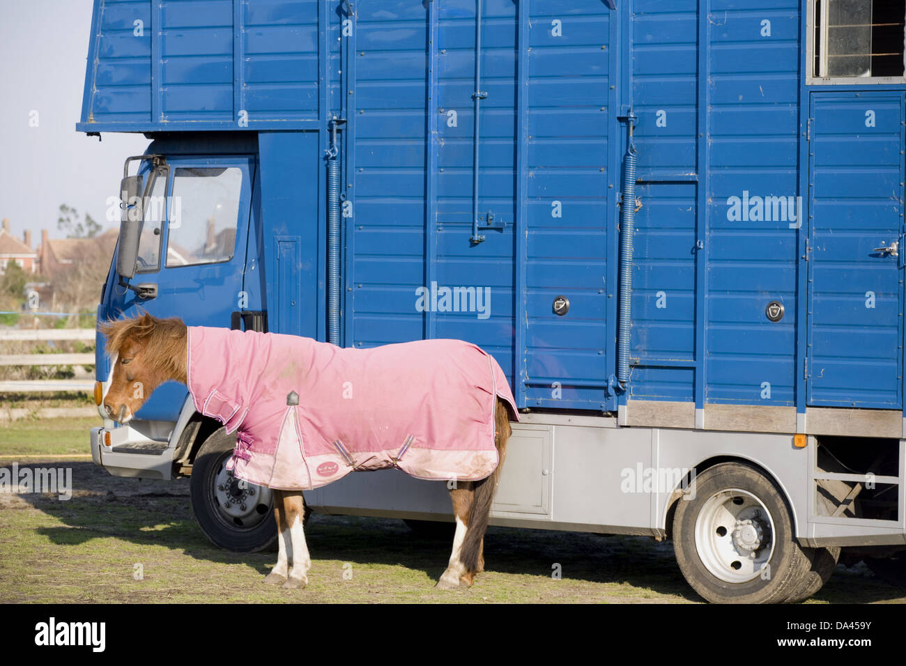 Cheval, adulte, portant des tapis, de participation dans l'enclos à côté du camion de chevaux, en Angleterre, Février Banque D'Images