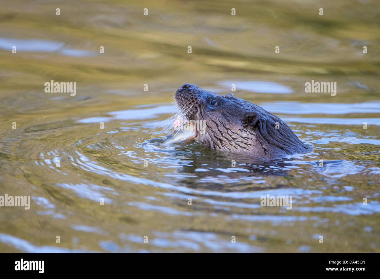 Loutre d'Europe (Lutra lutra) femelle adulte se nourrit de la Perche (Perca fluviatilis) proies dans centre ville River Ouse River Little Banque D'Images