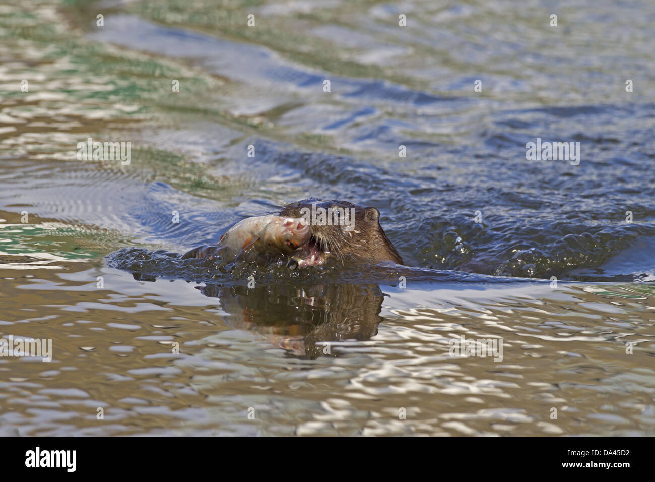 Loutre d'Europe (Lutra lutra) adulte avec le gardon (Rutilus Rutilius) proies dans bouche à nager à la surface de la rivière La rivière Ouse peu Banque D'Images