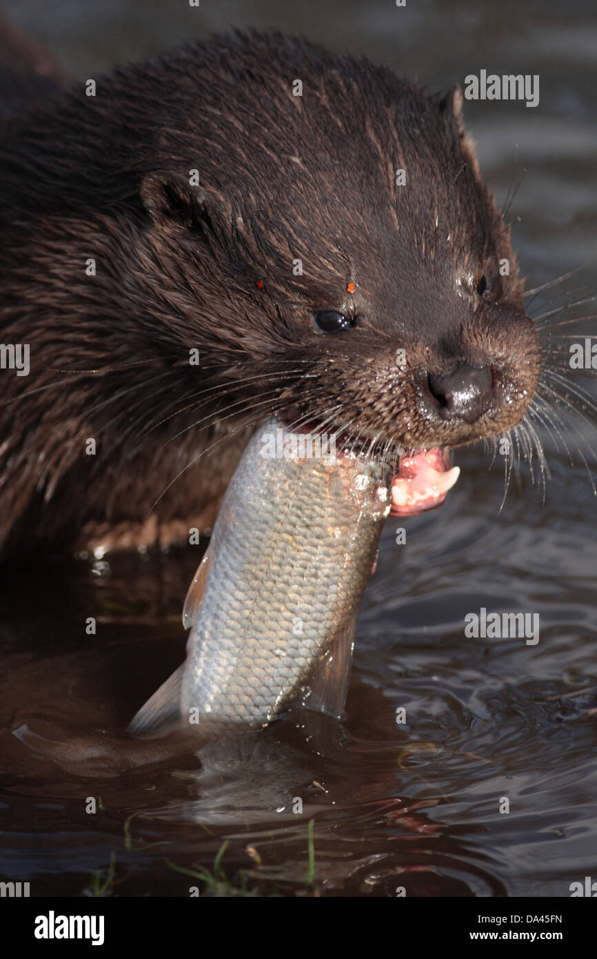 Loutre d'Europe (Lutra lutra) mâle adulte, close-up de tête sur l'alimentation (Squalius cephalus) proies dans l'eau peu profonde à Banque D'Images