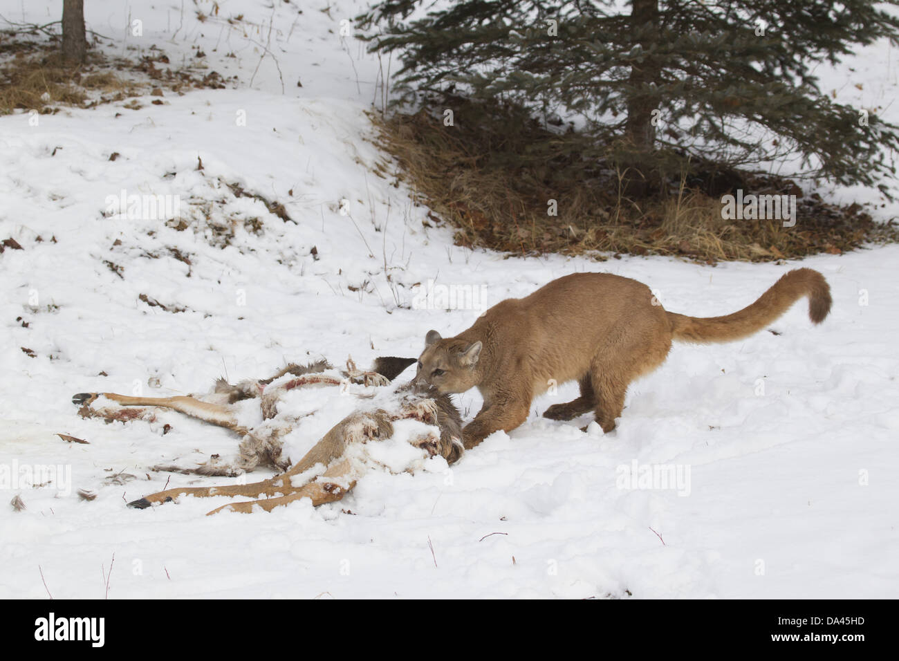 Puma top qui mange
