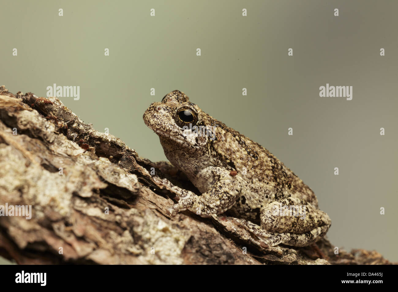 La rainette versicolore (Hyla versicolor) des profils, camouflée sur log (captive) Banque D'Images