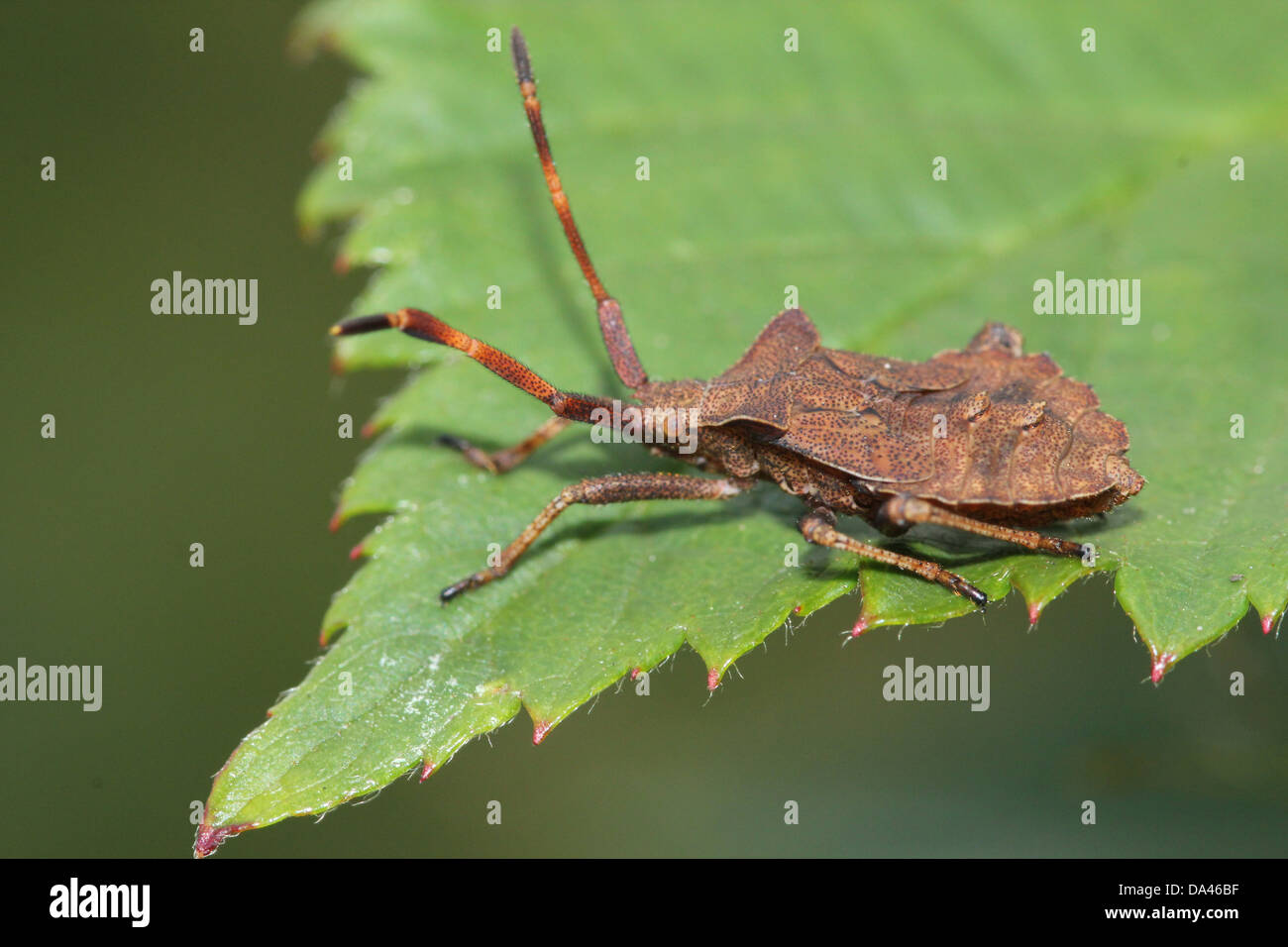 Des images détaillées de la macro Bug Dock brunâtre (Coreus marginatus) dans les deux nymphes et stade adulte (20 images en série) Banque D'Images