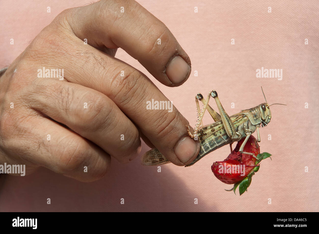 , Criquet migrateur Locusta migratoria, insecte ravageur Banque D'Images