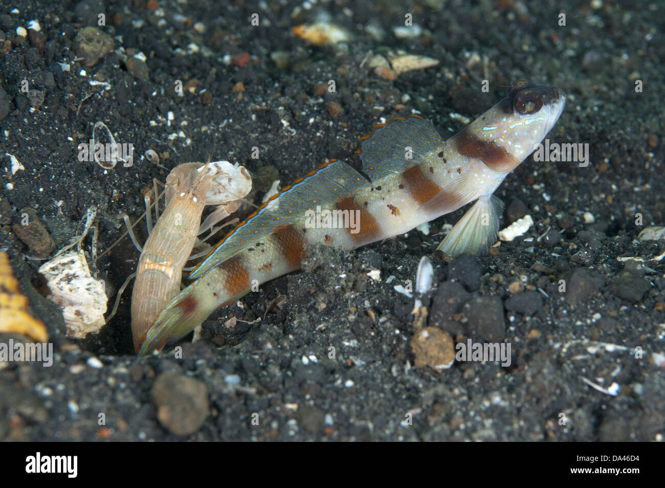 Marge rouge-Shrimpgoby rubrimarginata (Amblyeleotris) des profils avec accrochage (crevette Alpheus sp.) nettoyage trou partagé Lembeh Banque D'Images