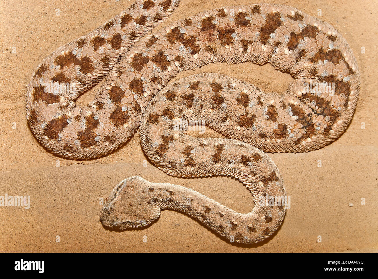 Viper désert cornes, Cerastes cerastes sur le sable Banque D'Images