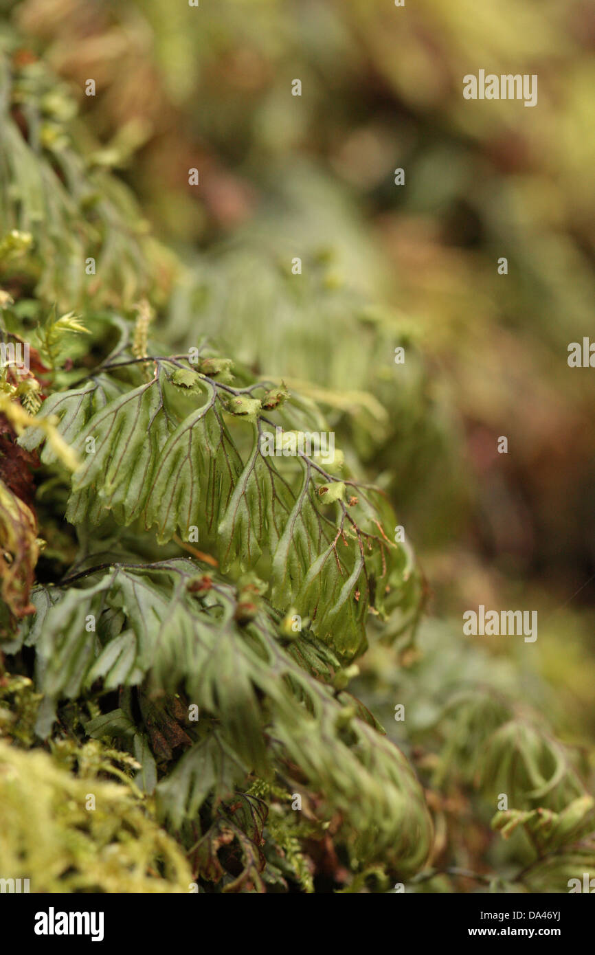 Tunbridge Filmy Fern Hymenophyllum tunbrigense (translucide), frondes Wakehurst Place, Sussex, Angleterre, Février Banque D'Images