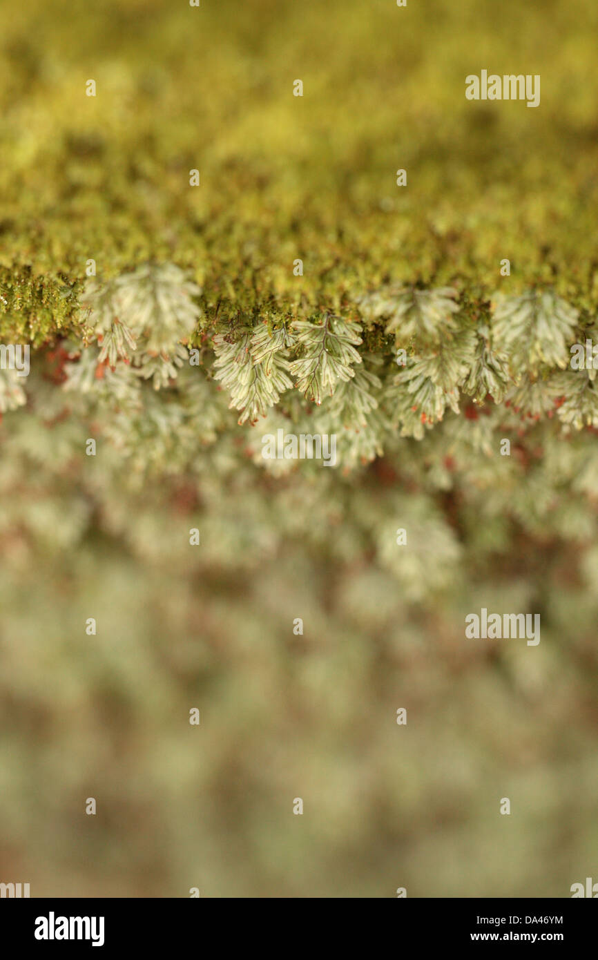 Tunbridge Filmy Fern Hymenophyllum tunbrigense (translucide), frondes Wakehurst Place, Sussex, Angleterre, Février Banque D'Images