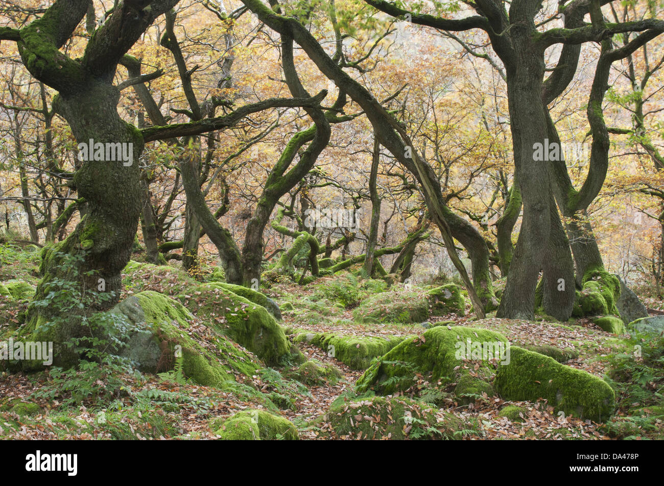 Chêne (Quercus robur) croissant dans les gorges rocheuses habitat boisé Padley Dark Peak Peak District N.P. Le Derbyshire, Angleterre Banque D'Images