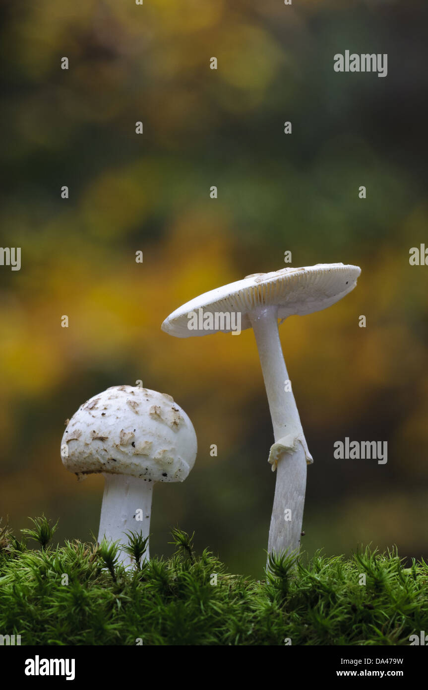 Faux Décès-cap (Amanita citrina) deux organes de fructification, de plus en plus parmi les mousses, Clumber Park, Nottinghamshire, Angleterre, octobre Banque D'Images