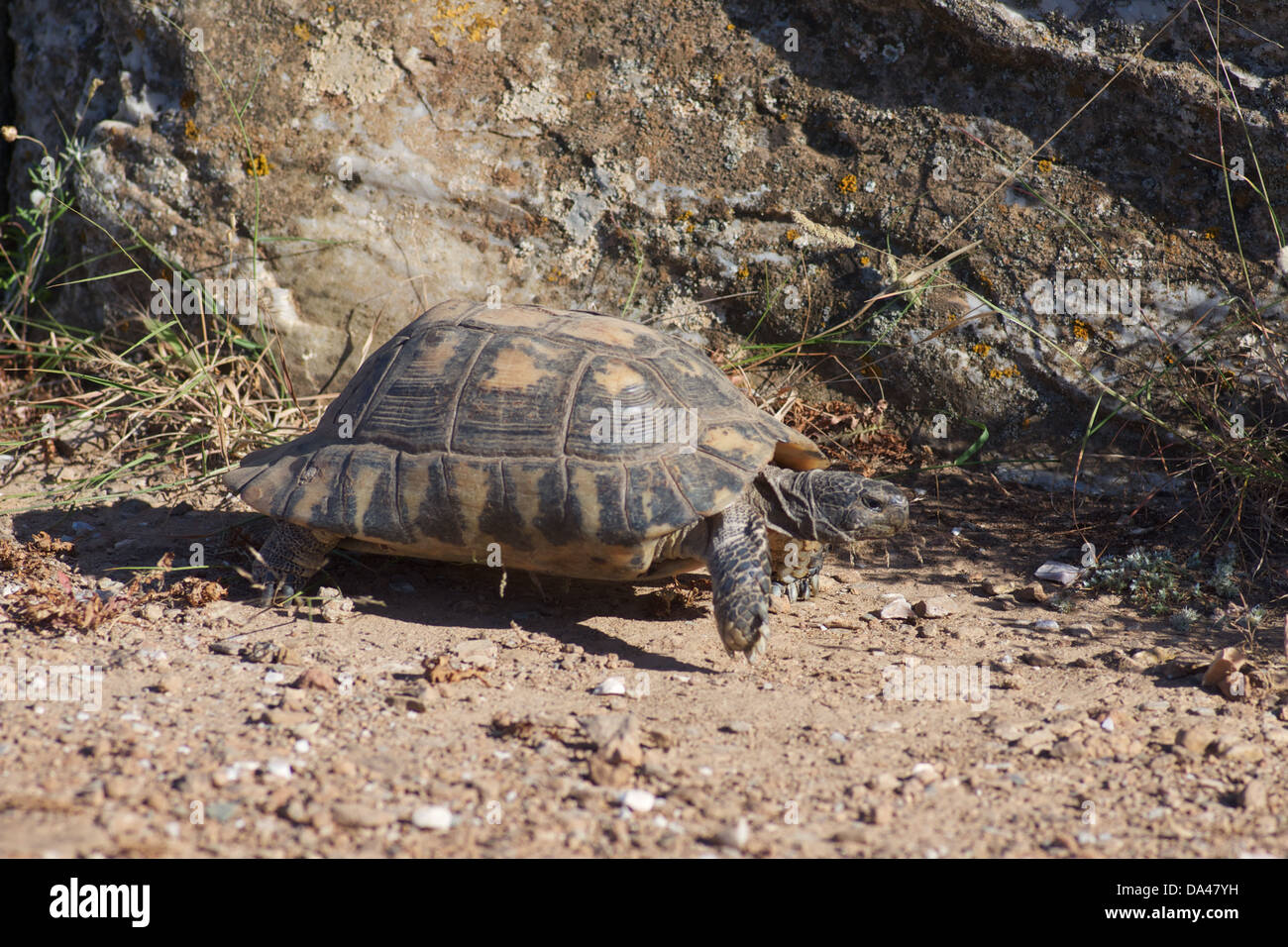Un Marginated Tortoise (Testudo marginata) le long laborieux sur le terrain du Temple de Poséidon au Cap Sounion, Attique, Grèce. Banque D'Images Un Marginated Tortoise (Testudo marginata) le long laborieux sur le terrain du Temple de Poséidon au Cap Sounion, Attique, Grèce. Banque D'Images